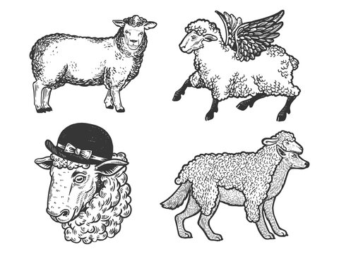 Sheep farm animal set line art sketch engraving vector illustration. T-shirt apparel print design. Scratch board imitation. Black and white hand drawn image.