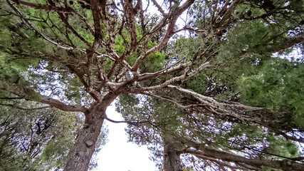 Grande albero nel parco di Osimo nelle Marche
