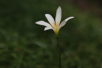 white flower in the garden with blur background