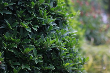 Fresh green leaves of bush in the garden with blur background