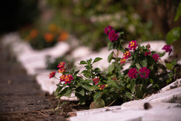 Fototapeta na wymiar Plants in a beautiful garden - Lantana flowerbed