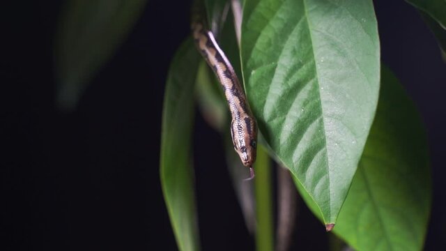 Baby boa constrictor crawls in green leaves on a black background. A small snake in the terrarium hisses and sticks out its tongue. Slow motion, HD.