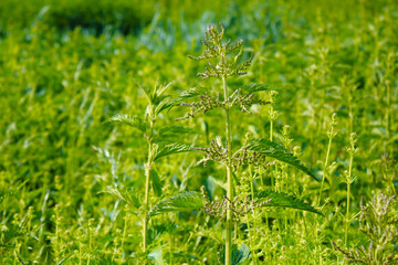 Urtica dioica or stinging nettle Medicinal plants.
Green leaves of nettle. Close-up.