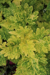 close up of green moss