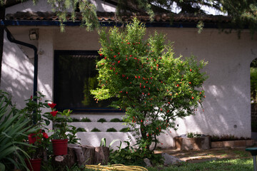 Plants in a beautiful garden - Pomegranate and red Hibiscus in pots