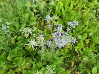 Eryngium campestre, eryngo flowers, close up.