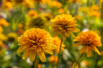 八重咲きの”宿根（しゅっこん）ヒメヒマワリ”／【ヘリオプシス】キク科キクイモモドキ属