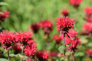 Blooming monarda in summer garden.