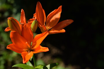 Vibrant orange liliums flowers in summer garden. Horizontal image with bokeh background, space for text.