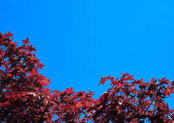 Colorful red maple, acer rubrum, leaves on summer blue sky background.