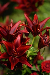 Vibrant red liliums flowers closeup.
