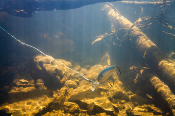 a fat wobbler floats between snags in the depths of the river