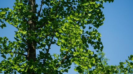 Ginkgo tree (Ginkgo biloba) or gingko with brightly green new leaves in Public landscape city park Krasnodar or Galitsky Park. Sunny spring.