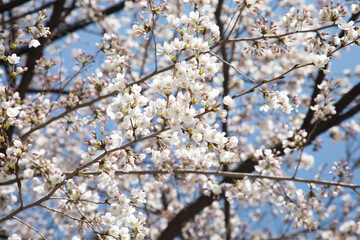 Obraz premium 봄의 속초