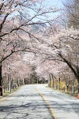 Fototapeta premium 봄의 속초