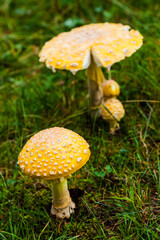 Poisonous Yellow Mushroom in Nature