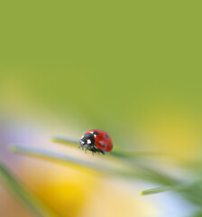 ladybug on green leaf