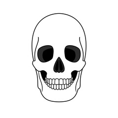Decoration outline skull