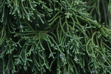 Close up of rainy drops on the green leaves