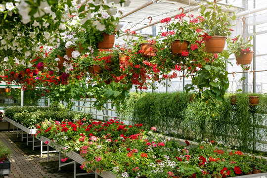 ornamental garden plants and pelargonium flowers at nursery greenhouse