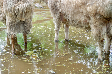 A ram in a puddle on a ranch after a flood. Flooding and flooding from torrential rains on a farm...