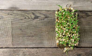 green pea sprouts on a gray wooden table, healthy and tasty food, detox, copy space