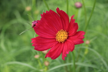 Close up of a group of red blooming flower with its green leaves background
