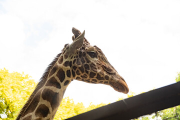 A giraffe in a zoo walks around the cage and looks around.