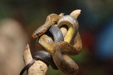 the black copper rat snake or yellow striped snake, is a species of snake found in Southeast Asia