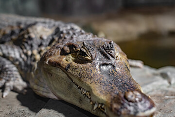 The predator is closely watching the prey. Crocodile head close-up.