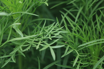 The full frame of close up of green leaves 