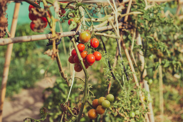 cherry tomatoes in natural plant