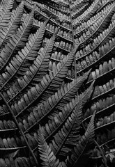 Fern leaves close-up. Black and white photo. Monochrome. Wallpaper