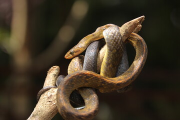 the black copper rat snake or yellow striped snake, is a species of snake found in Southeast Asia