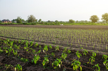Young plantation of sweet pepper and leeks. Growing vegetables outdoors on open ground. Agroindustry. Plant care and cultivation. Freshly planted pepper plant seedlings. Farming, agriculture landscape