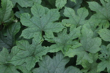 The full frame of green leaves look like maple leaves