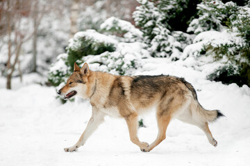 Beautiful wolf in nature in winter