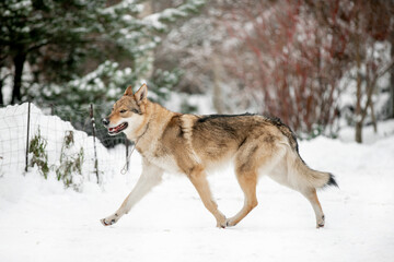 Beautiful wolf in nature in winter