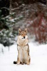 Beautiful wolf in nature in winter