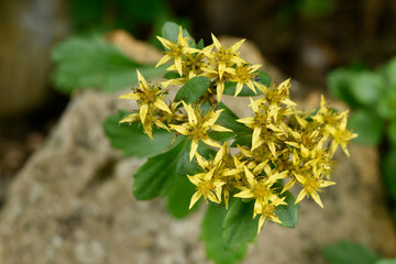 Fleurs jaune de sedum