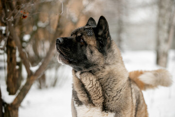 Beautiful dog in nature in winter