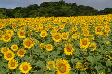 お花畑のひまわりの花