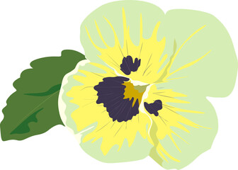 Pansies. Violet close-up. Delicate green flower, yellow, blue. Botanical vector detailed illustrations.