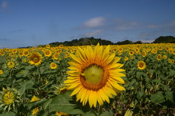 Fototapeta premium お花畑のひまわりの花