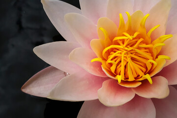 Nymphaea pink flower on the pond