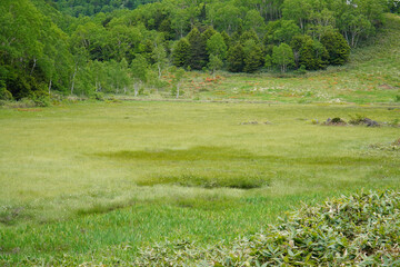 レンゲツツジが咲く田ノ原湿原