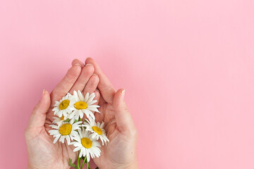 Woman's hand with a camomile isolated on the pink background. Care for skin hands.