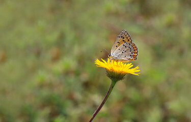 Great purple copper butterfly (Lycaena alciphron)