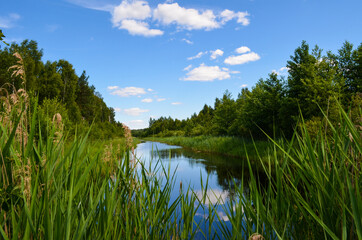 lake in the forest