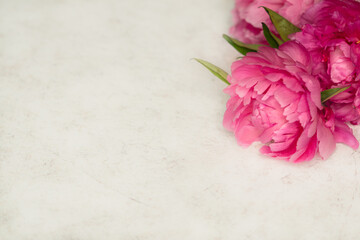 Pink Peonies on Marble Background With Space for Text